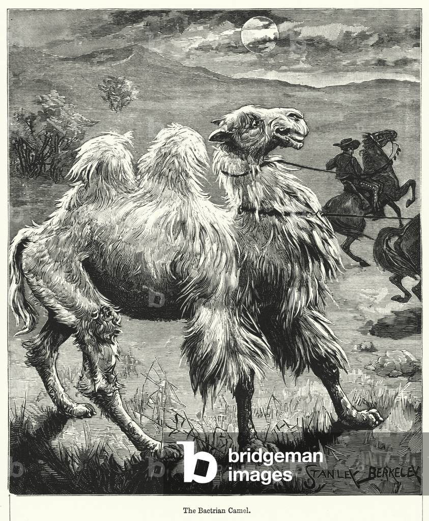 The Bactrian Camel (engraving)