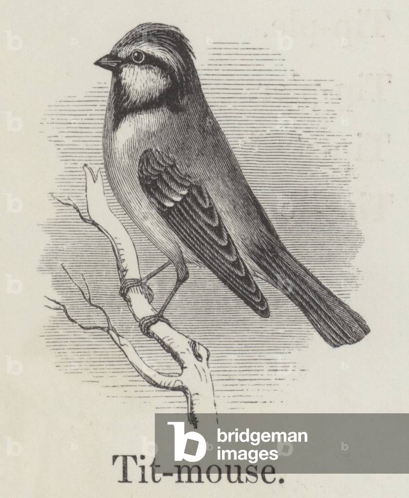 Titmouse (engraving)