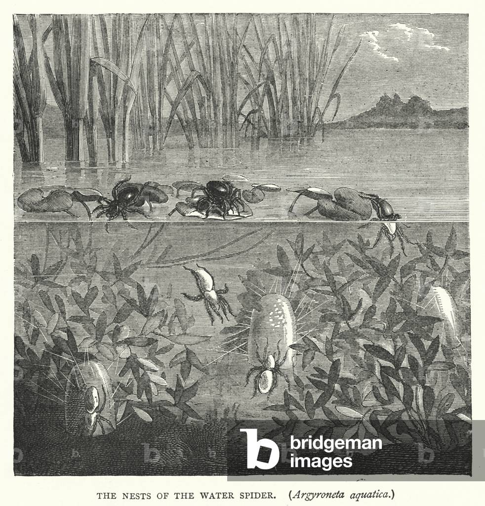 The Nests of the Water Spider, Argyroneta aquatica (engraving)