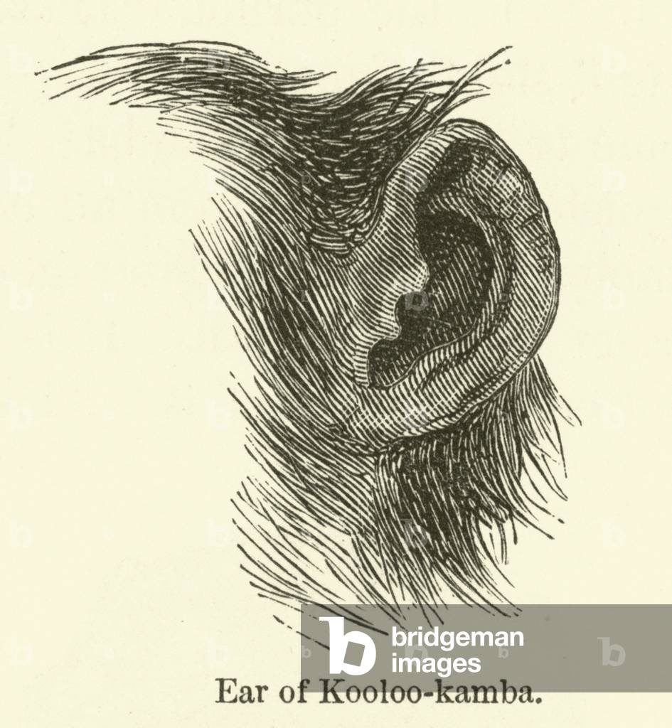 Ear of Kooloo-kamba (engraving)
