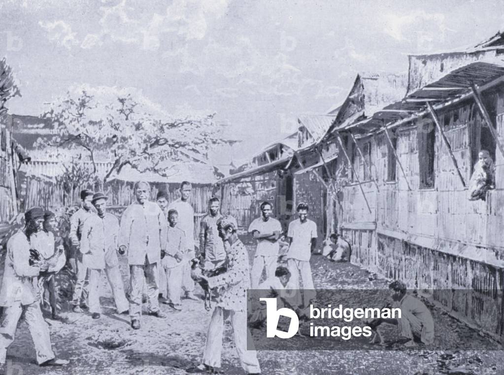Cock-fighting, the Filipino's favourite sport (b/w photo)