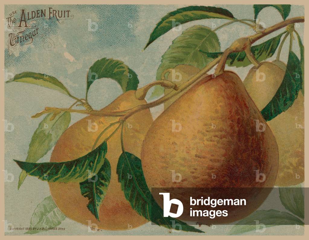 Pears (chromolitho)