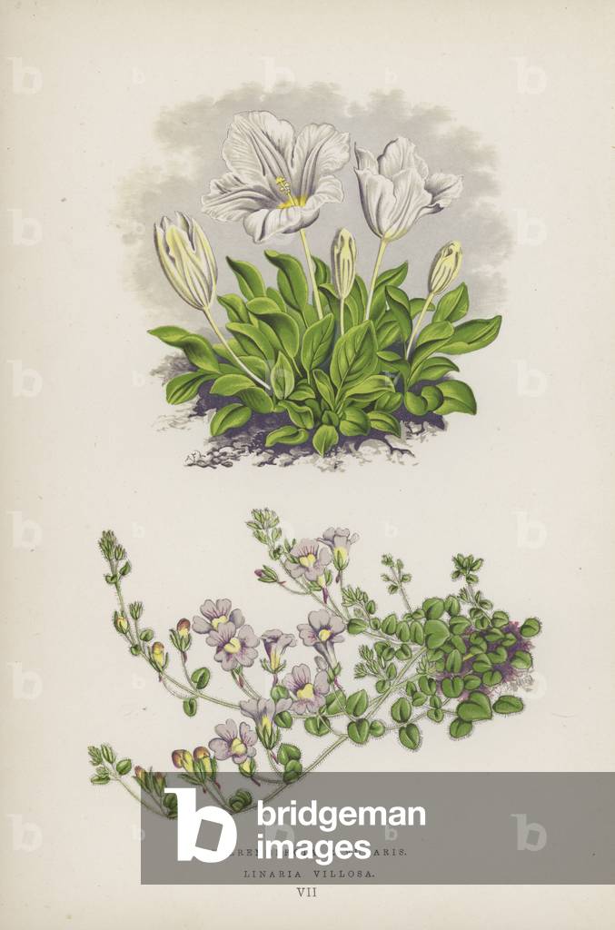 Nierembergia Rivularis; Linaria Villosa (colour litho)