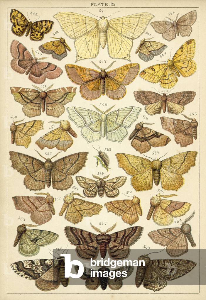 Plate from Our Country's Butterflies and Moths (chromolitho)