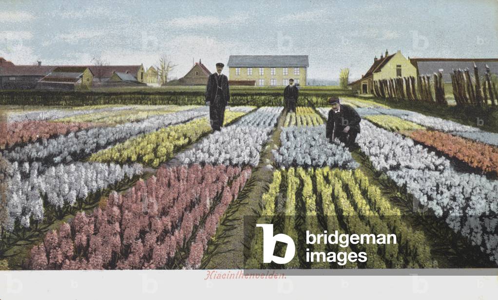 Fields of hyacinths, Netherlands (photo)