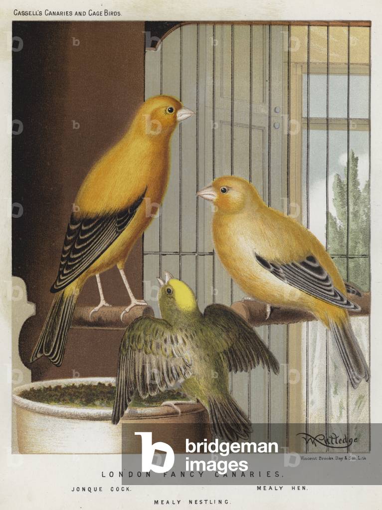 London Fancy Canaries, Jonque Cock, Mealy Hen, Mealy Nestling (colour litho)