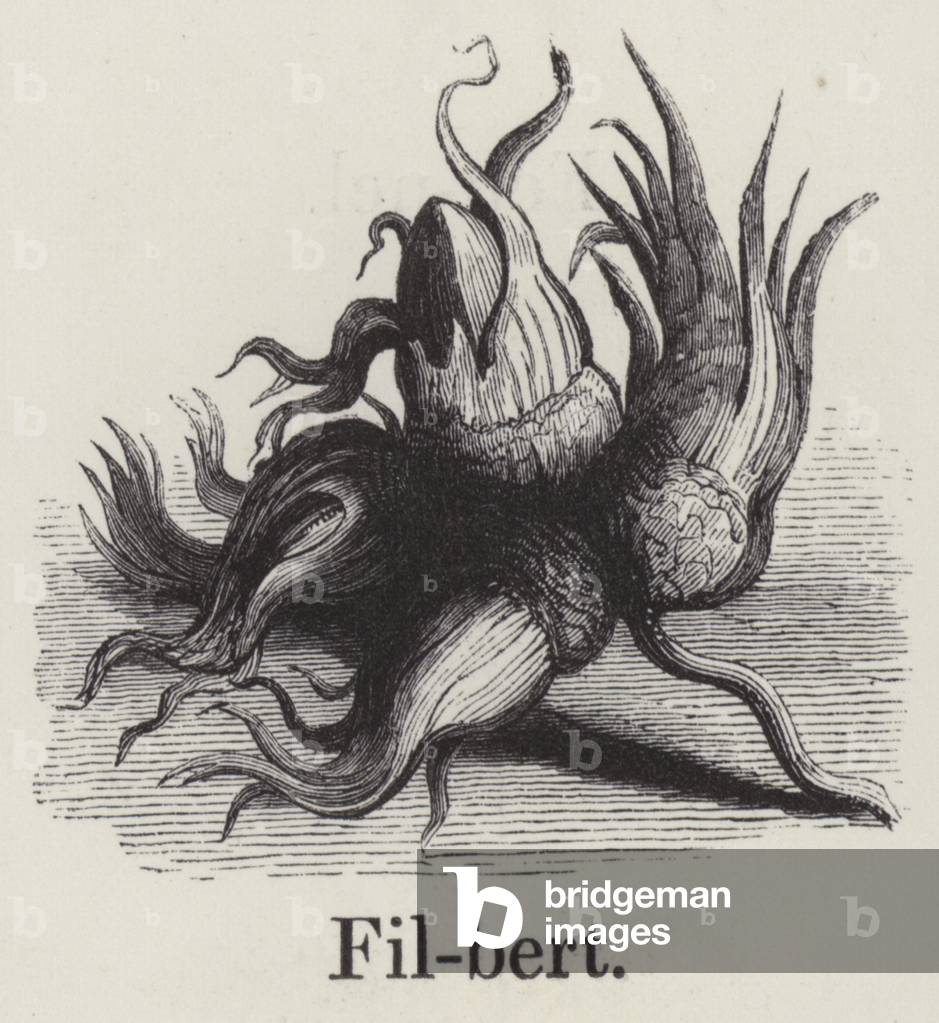 Filbert (engraving)