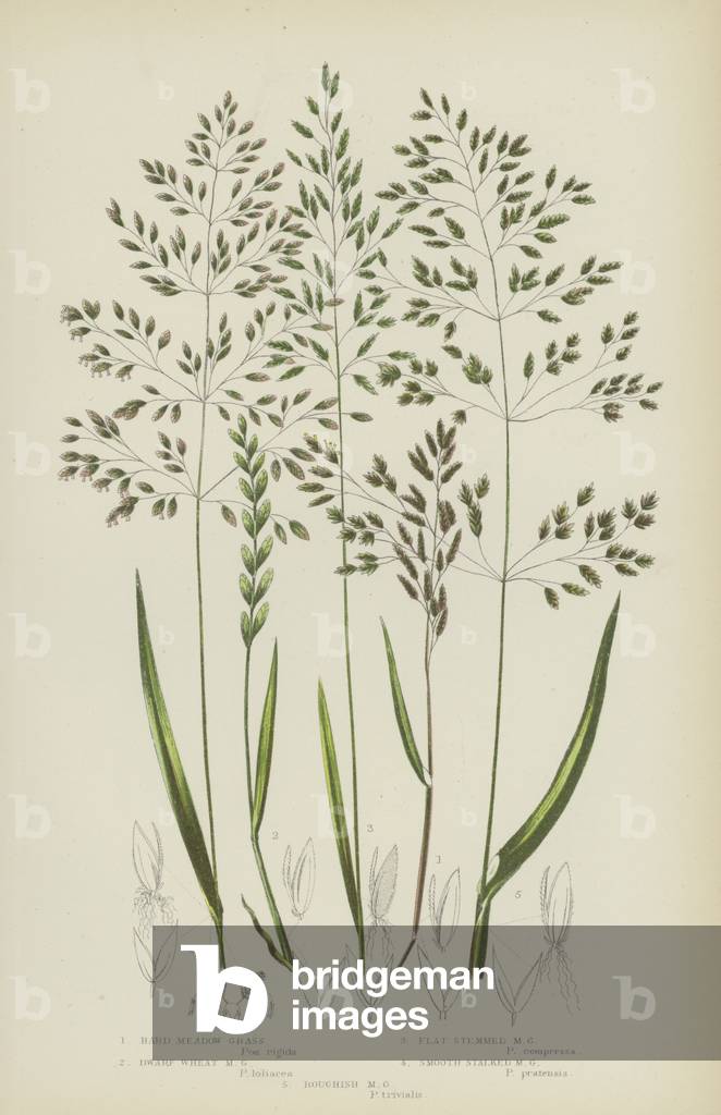 Hard Meadow Grass, Dwarf Wheat Meadow Grass, Flat Stemmed Meadow Grass, Smooth Stalked Meadow  (colour litho)
