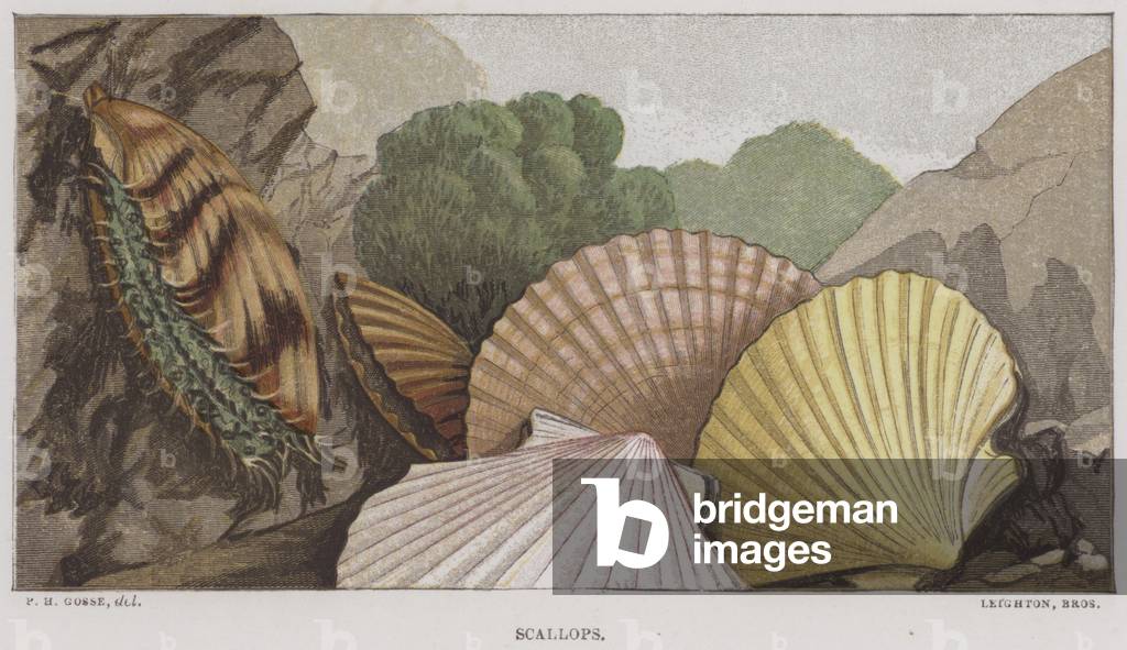 Scallops (colour litho)