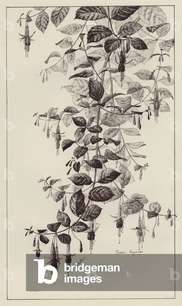 Fuschia Maginata (litho)