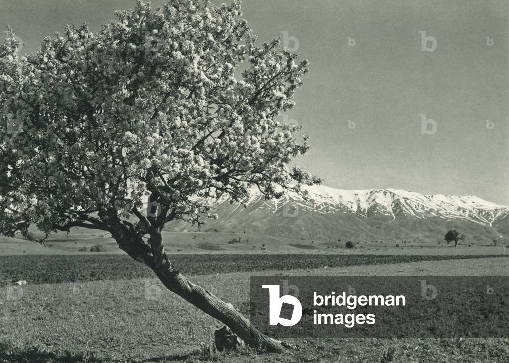 Turkey: Kar ve bahar, Malatya, Spring and Winter Scenes near Malatya (b/w photo)
