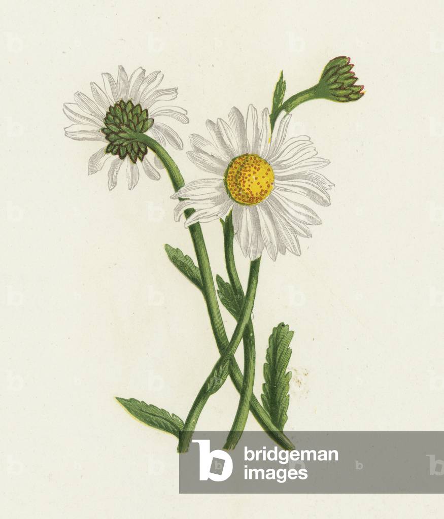 White Ox-Eye, Chrysanthemum Leucanthemum (colour litho)