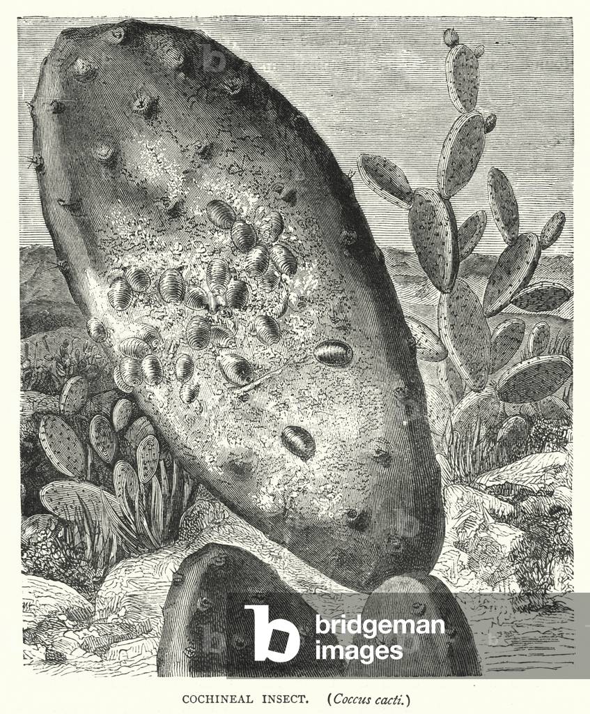 Cochineal Insect, Coccus cacti (engraving)