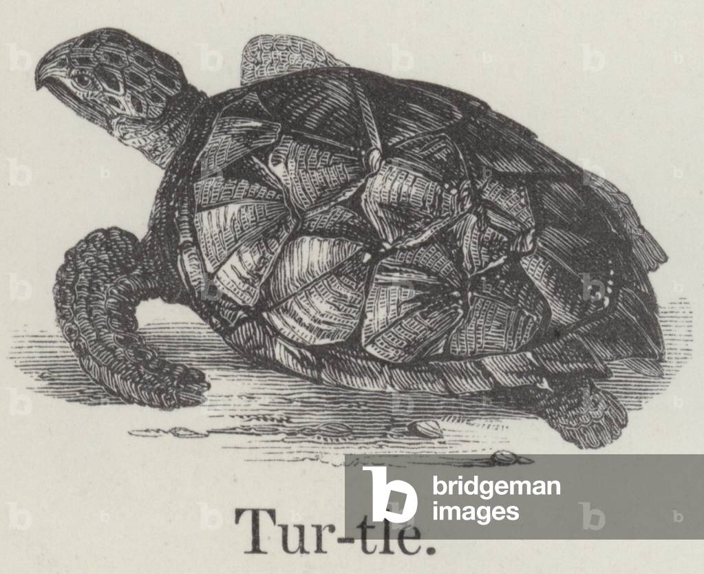 Turtle (engraving)