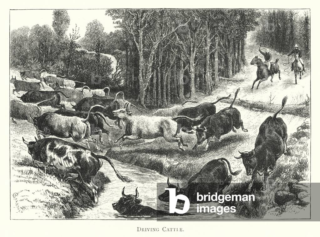 Australia: Driving Cattle (engraving)