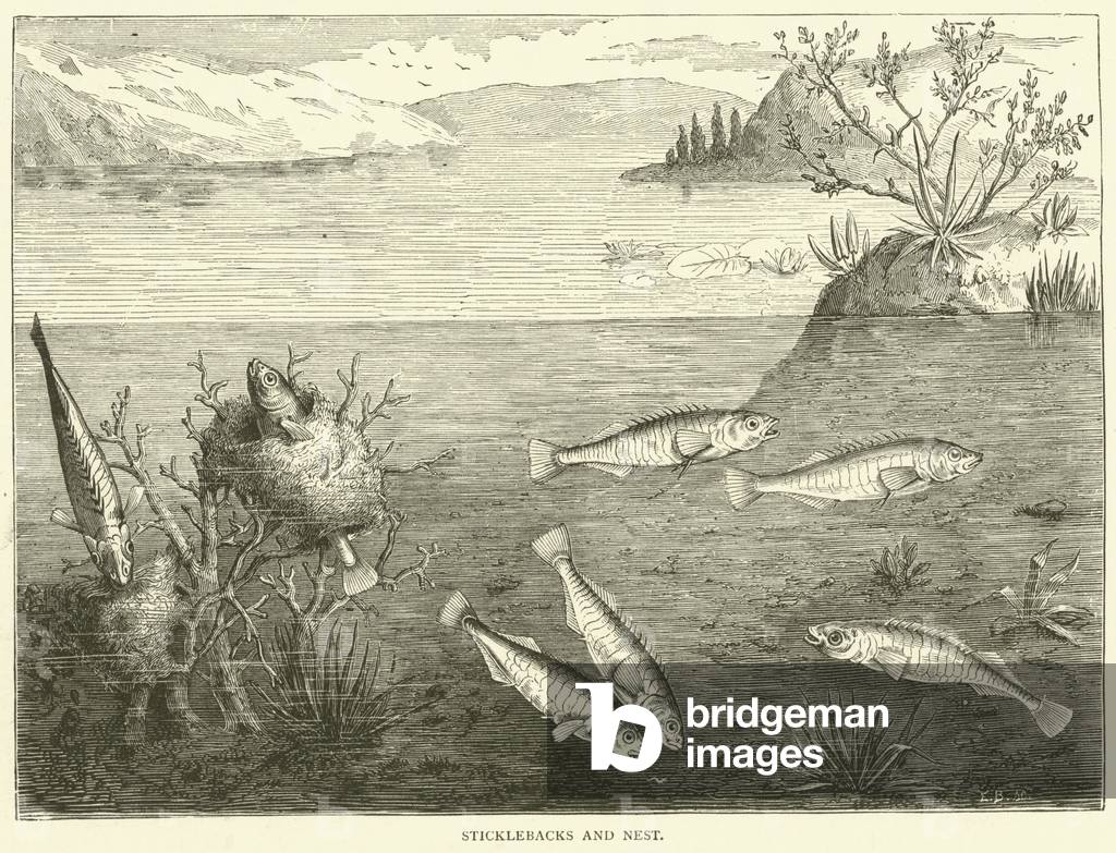 Sticklebacks and nest (engraving)