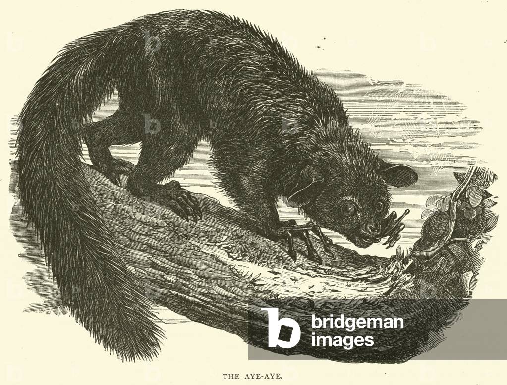 The Aye-Aye (engraving)