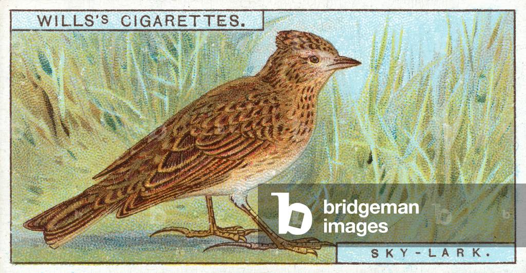 Sky-Lark (chromolitho)