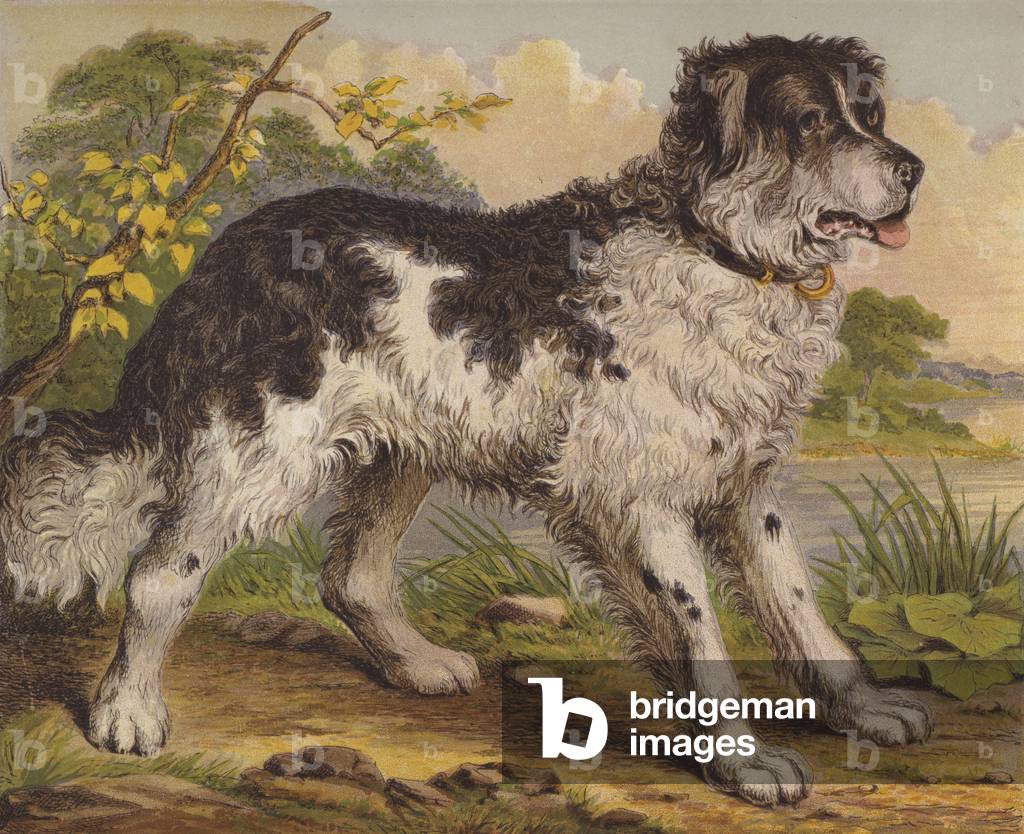 Big Dogs (colour litho)