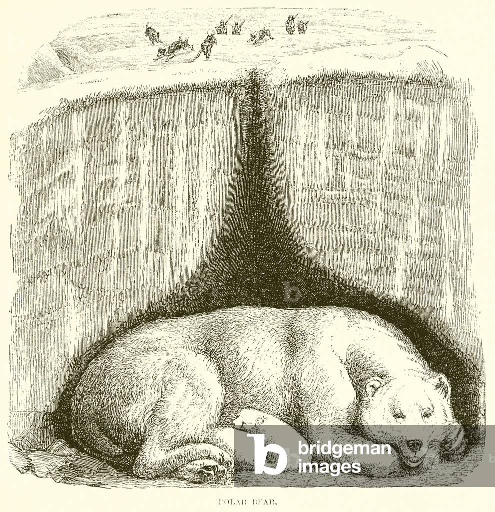 Polar Bear (engraving)