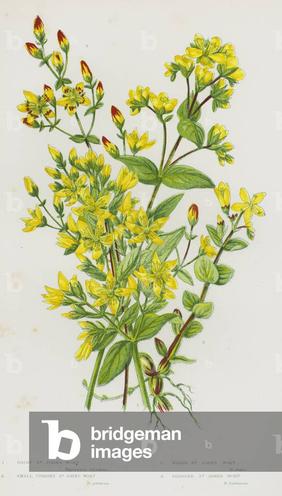 Flowering Plants of Great Britain: Hairy St John's Wort, Small Upright St John's Wort, Marsh St John's Wort, Bearded St John's Wort (colour litho)