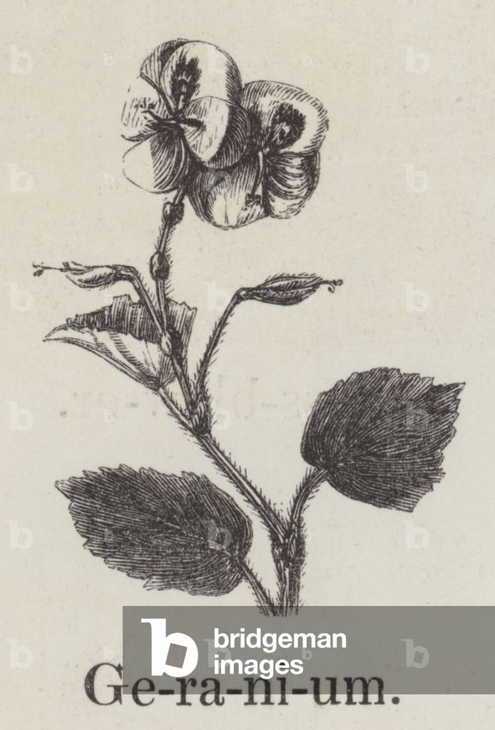 Geranium (engraving)