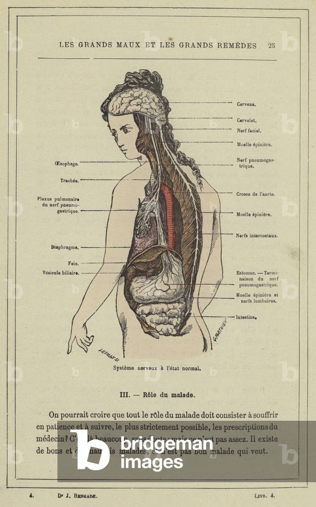 Systeme nerveux a l'etat normal (colour litho)