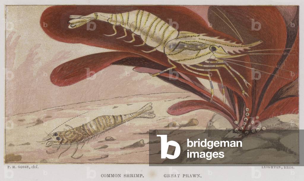 Common Shrimp, Great Prawn (colour litho)