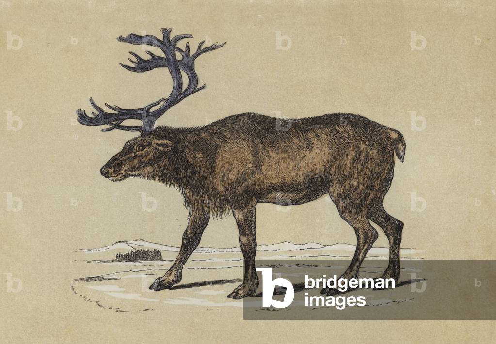 Reindeer (colour litho)