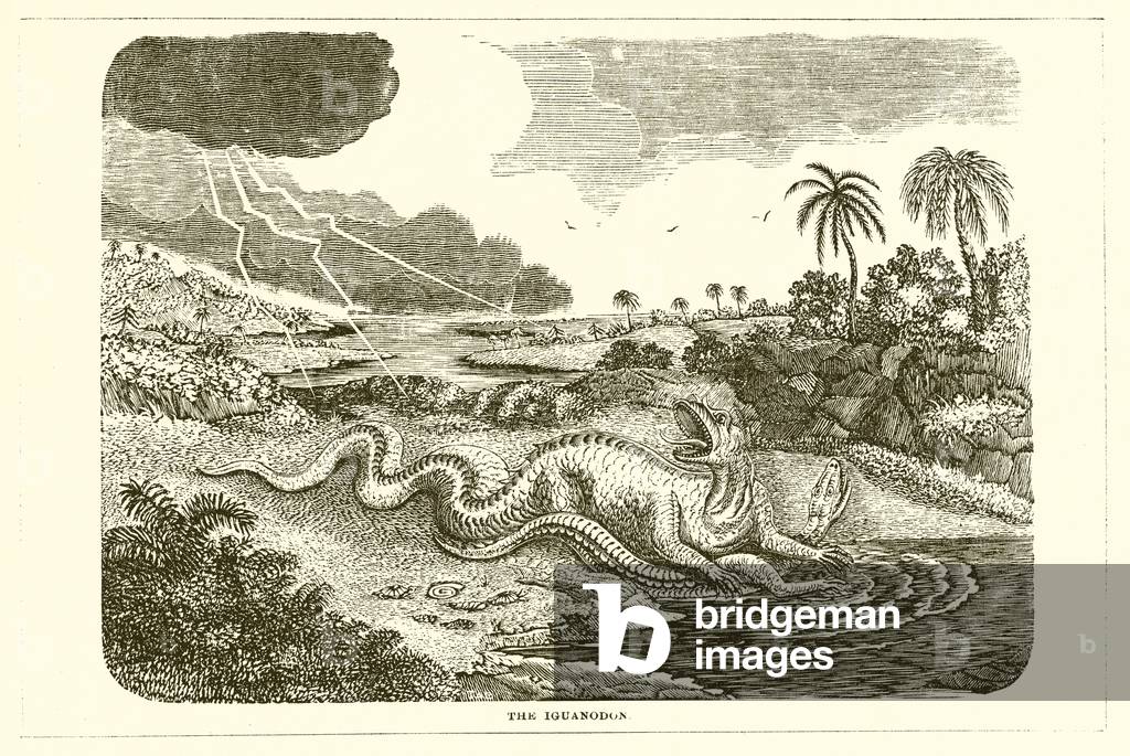 The Iguanodon (engraving)