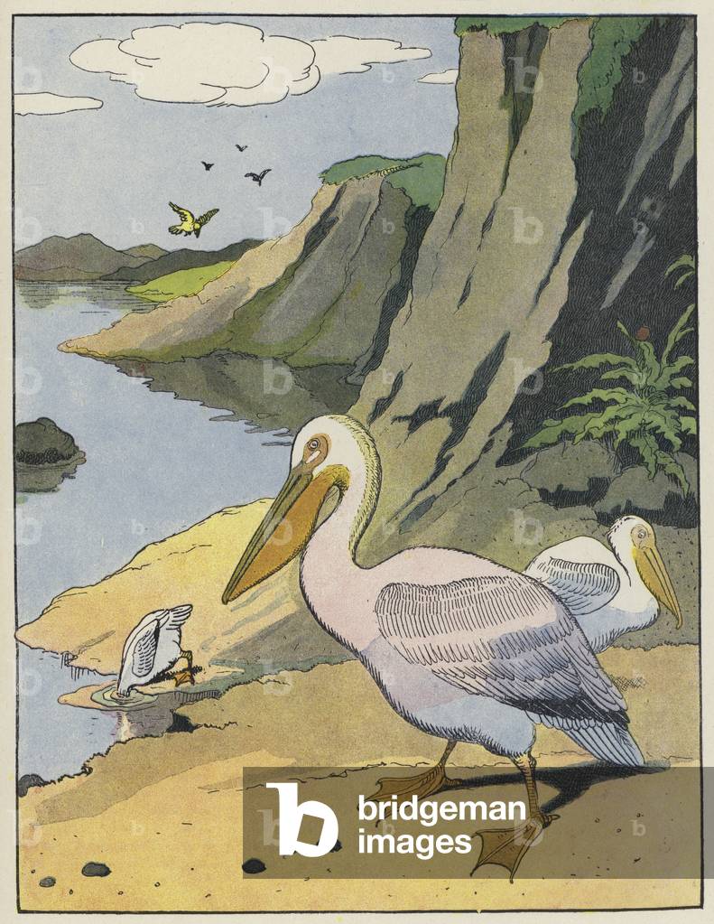 Pelicans (colour litho)