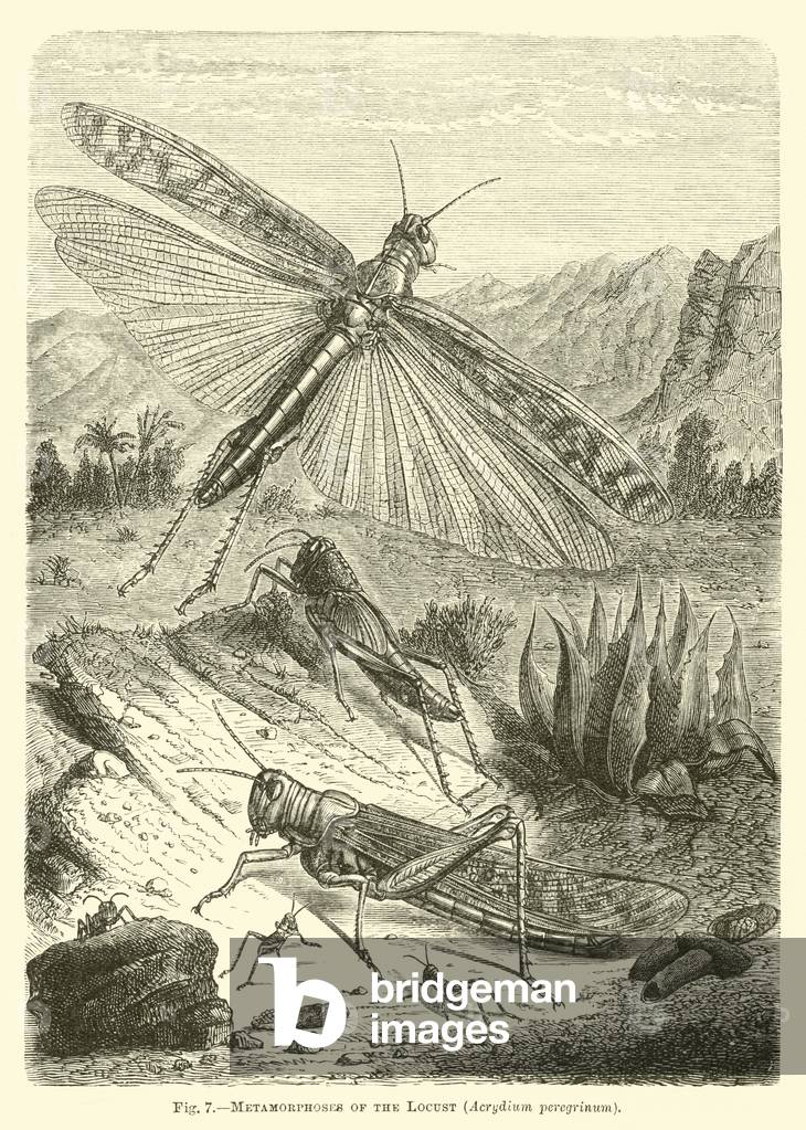 Metamorphoses of the Locust, Acrydium peregrinum (engraving)