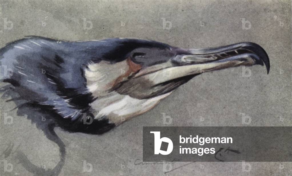 Cormorant (colour litho)