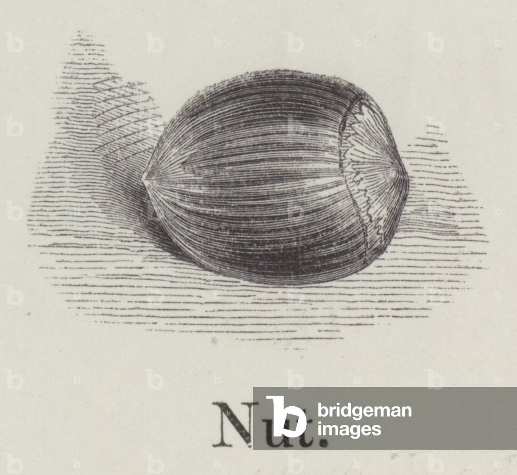 Nut (engraving)