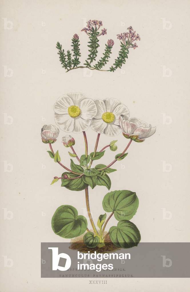 Asperula Arcadiensis; Ranunculus Parnassifolius (colour litho)