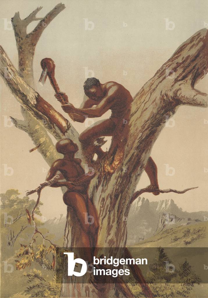 Honey hunters, Zambezia (colour litho)