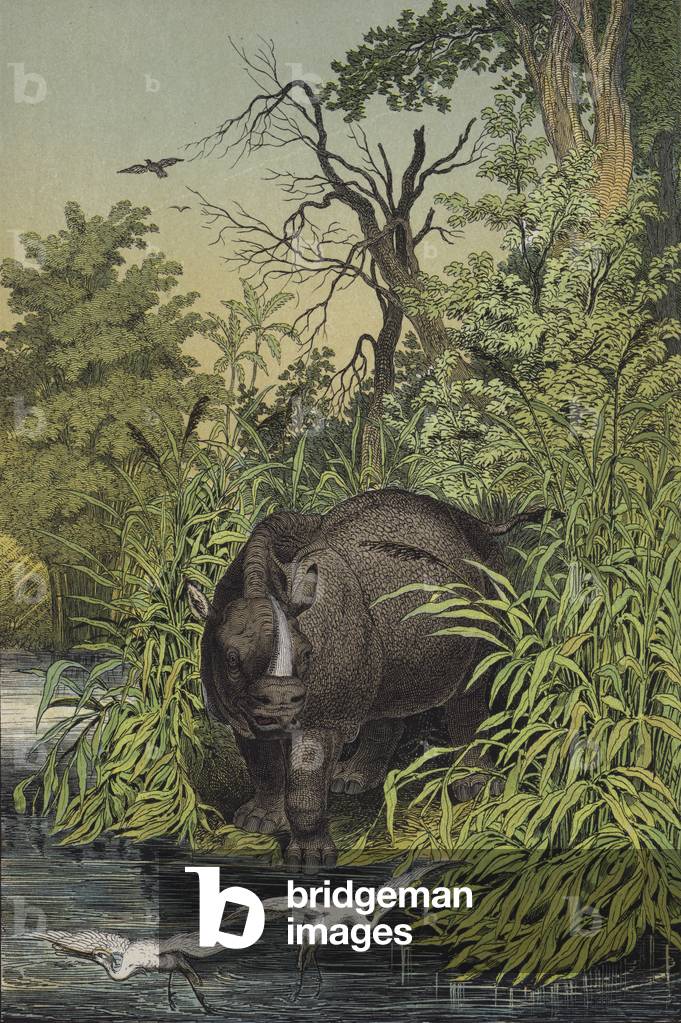Animals and plants of the marshy regions of India (colour litho)