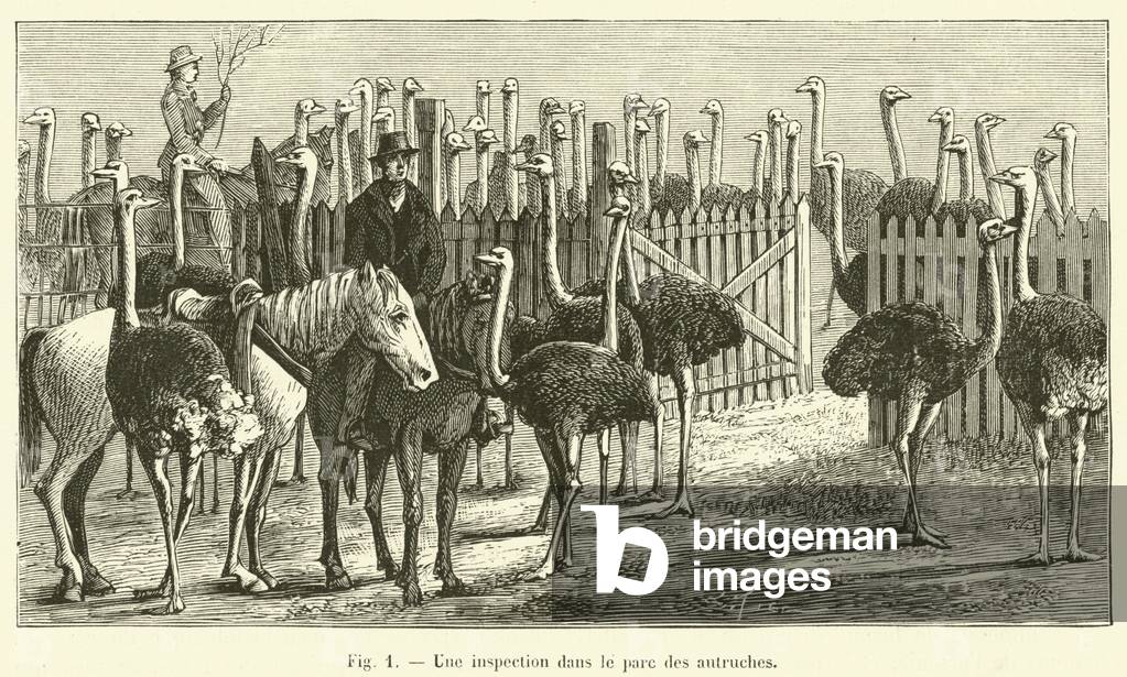 Une inspection dans le parc des autruches (engraving)