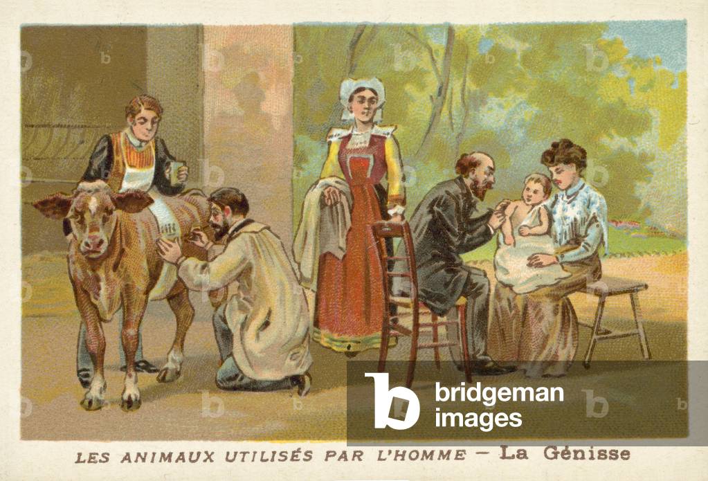 Animals used by man: heifer (chromolitho)