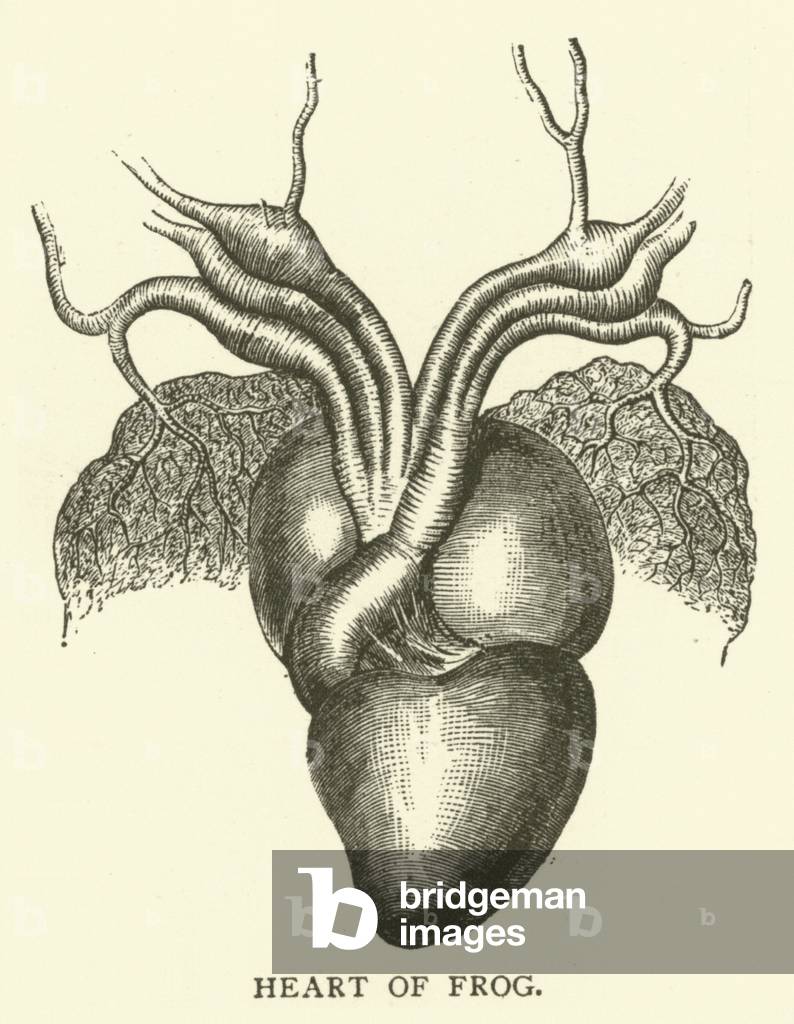 Heart of frog (engraving)