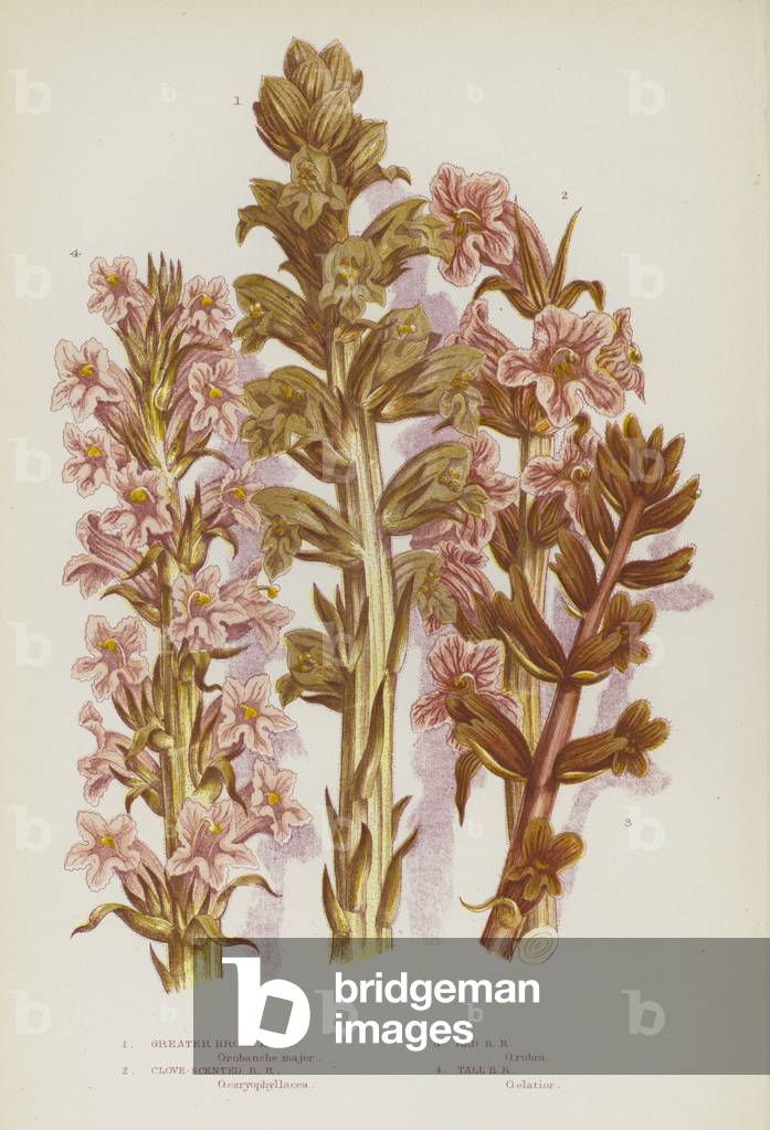 Flowering Plants of Great Britain: Greater Broom Rape, Clove-Scented Broom Rape, Red Broom Rape, Tall Broom Rape (colour litho)
