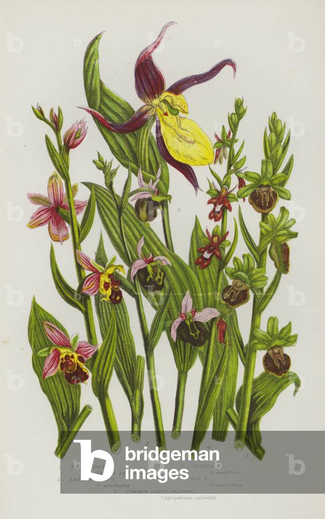 Flowering Plants of Great Britain: Bee Ophrys, Late Spider Ophrys, Spider Ophrys, Fly Ophrys, Common Lady's Slipper (colour litho)