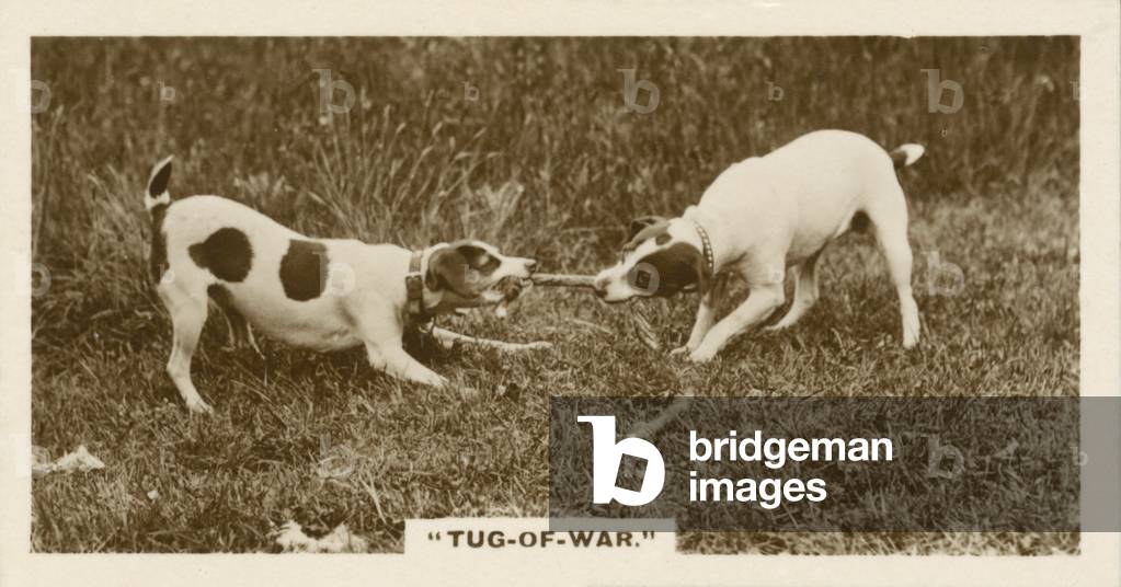 Comic Animals, Tug-Of-War (b/w photo)