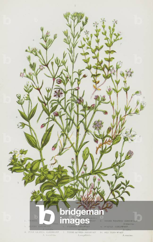 The Flowering Plants of Great Britain, c.1880 (litho)
