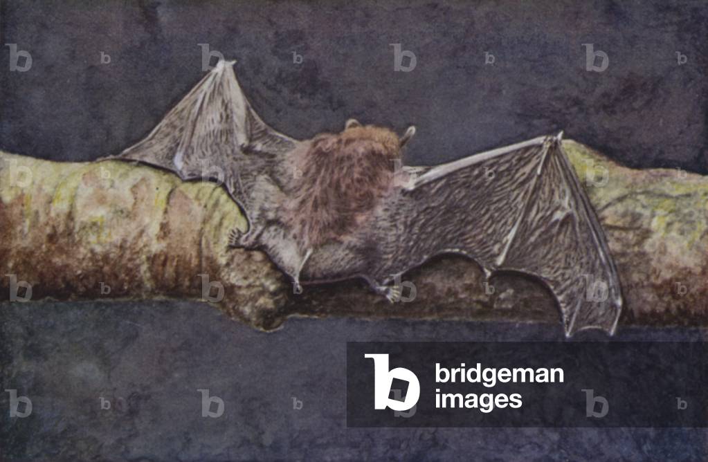 Common Bat, Vespertilio pipistrellus (coloured photo)