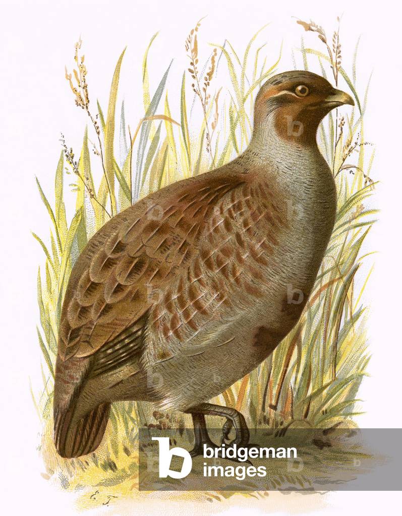 "Partridge" di English School