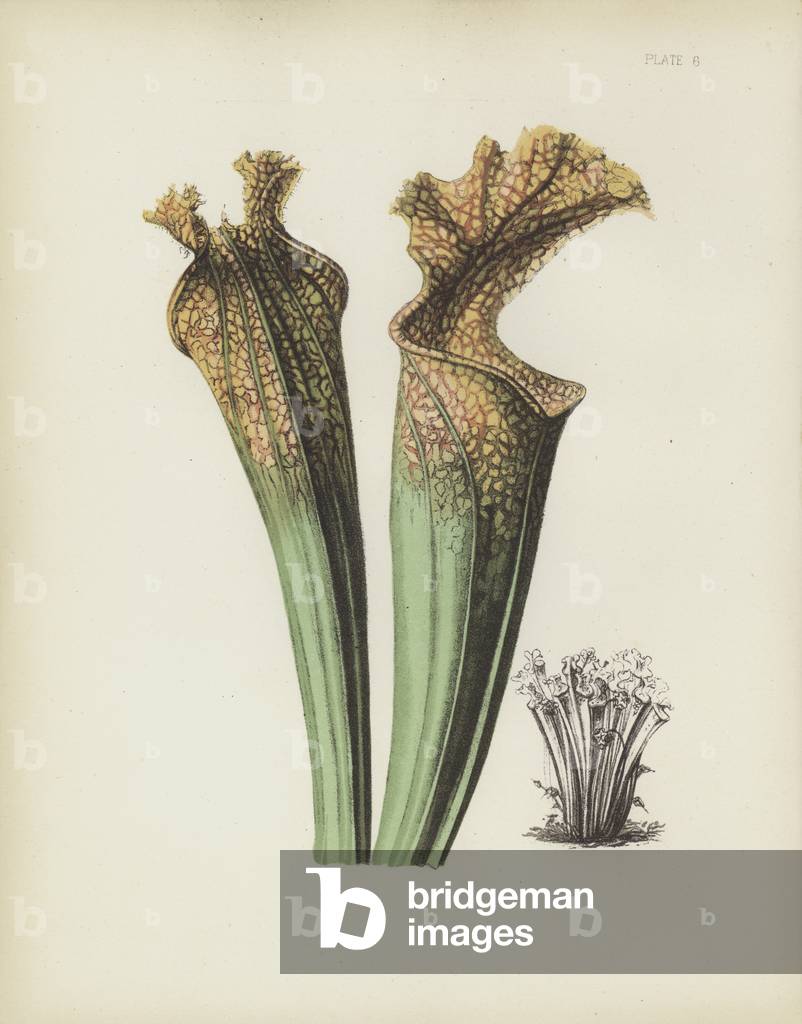 Drummond's Side-Saddle Flower, Sarracenia Drummondii (chromolitho)