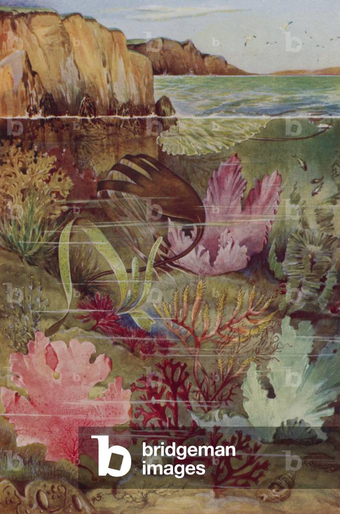 The gaiety of the ocean under-world (colour litho)