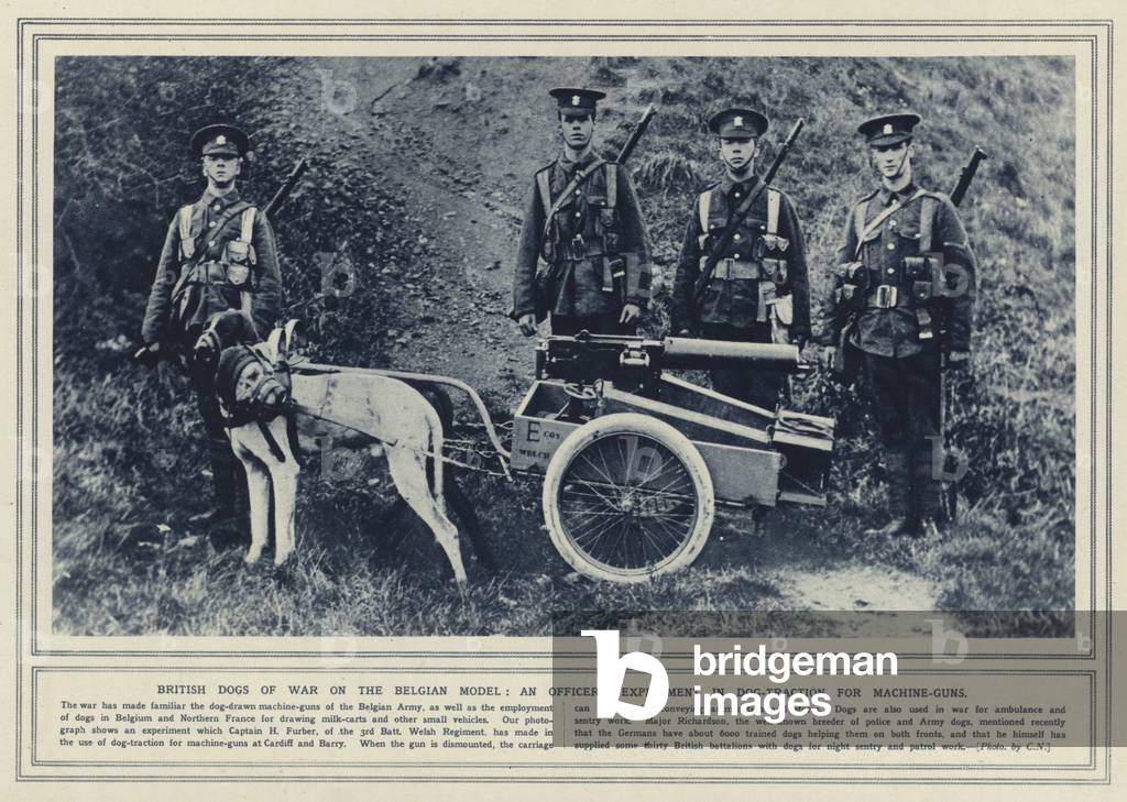 British dogs of war on the Belgian model, an officer's experiment in dog-traction for machine-guns (b/w photo)