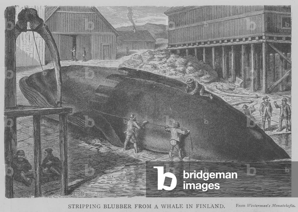Stripping Blubber from a Whale in Finland (engraving)